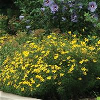 Coreopsis verticillata Zagreb