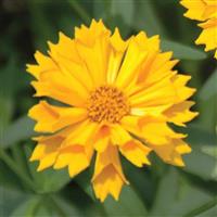 Coreopsis Jethro Tull