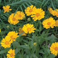 Coreopsis Jethro Tull