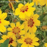 Coreopsis Tequila Sunrise