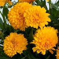 Coreopsis Solanna™ Golden Sphere