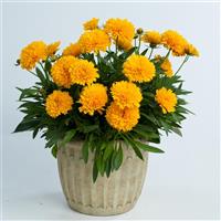 Coreopsis Solanna™ Golden Sphere