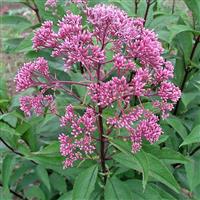 Eupatorium maculatum Gateway