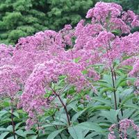 Eupatorium maculatum Gateway