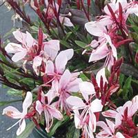 Gaura lindheimeri Gaudi™ Pink