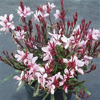 Gaura lindheimeri Gaudi™ Pink