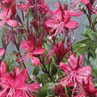 Gaura lindheimeri Gaudi™ Red