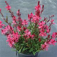 Gaura lindheimeri Gaudi™ Red