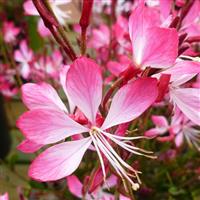 Gaura lindheimeri Little Janie