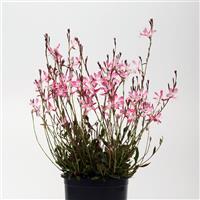 Gaura lindheimeri Little Janie