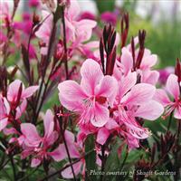 Gaura lindheimeri Passionate Blush