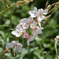 Gaura lindheimeri Whirling Butterflies