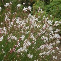 Gaura lindheimeri Whirling Butterflies