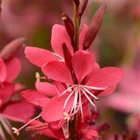 Gaura lindheimeri Whiskers Deep Rose