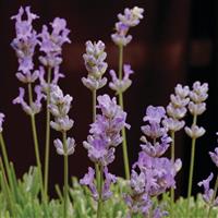 Lavandula angustifolia Blue Cushion