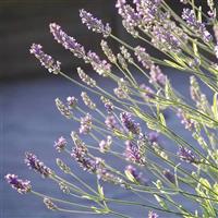 Lavandula angustifolia Platinum Blonde™