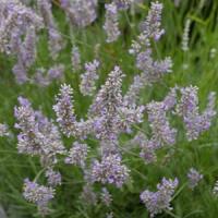 Lavandula intermedia Provence