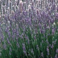 Lavandula intermedia Provence