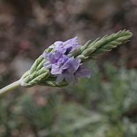 Lavandula pinnata 