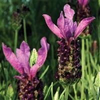 Lavandula stoechas Otto Quast