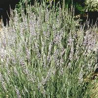 Lavandula x ginginsii Goodwin Creek Grey