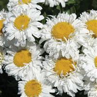 Leucanthemum superbum Freak!<sup>®</sup>