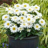 Leucanthemum superbum Freak!<sup>®</sup>