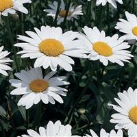 Leucanthemum Becky