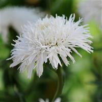 Leucanthemum Santé