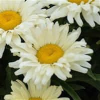 Leucanthemum Seventh Heaven