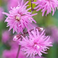 Lychnis flos-cuculi Petite Jenny