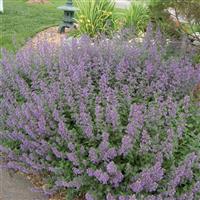 Nepeta faassenii Walker's Low