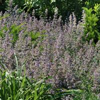 Nepeta faassenii Walker's Low