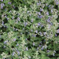 Nepeta faassenii Dropmore