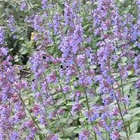 Nepeta faassenii Blue Wonder