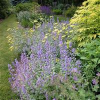 Nepeta faassenii Blue Wonder