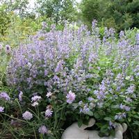 Nepeta faassenii Blue Wonder