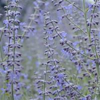 Perovskia atriplicifolia Little Lace