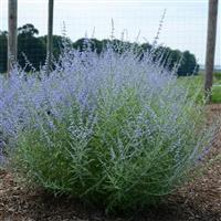 Perovskia atriplicifolia Little Lace