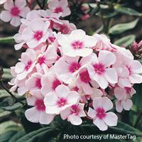 Phlox paniculata Bright Eyes