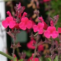 Salvia greggii Furman's Red