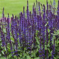 Salvia nemorosa Caradonna