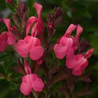 Salvia Arctic Blaze<sup>®</sup> Fuchsia