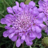 Scabiosa columbaria Butterfly Blue