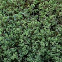 Sedum cauticola Steel the Show