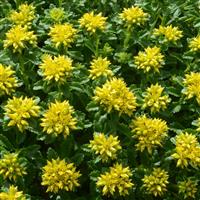 Sedum kamtschaticum Little Miss Sunshine