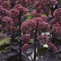 Sedum spectabile Night Embers