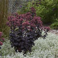 Sedum spectabile Night Embers