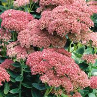 Sedum Autumn Joy