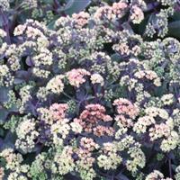 Sedum Night Light